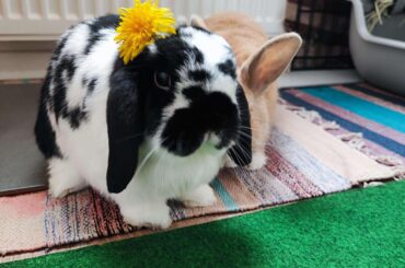 I would like to summon all the Oreo buns to this thread.