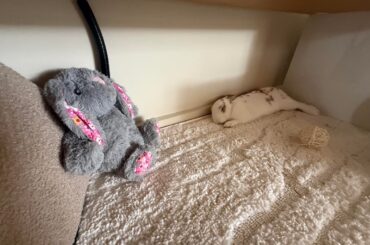 Sleepy bunny