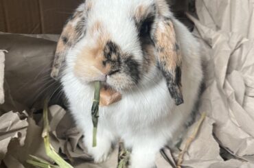 tape stuck to my boy’s lil fluffy chest