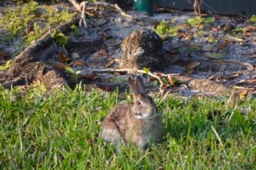 Cottontails at the park