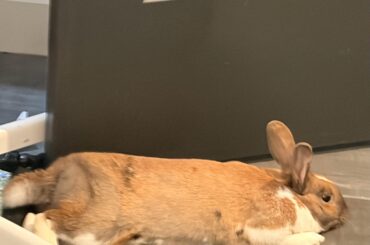 Wherever mom goes, I must follow… even to the bathroom