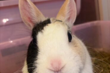 Chronic pastruella or allergies ?? (already seen several vets)