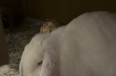 Bun repulsed by veggies/greens?