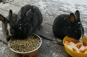 The bunnies are concentrating on lunch. (It's very important.)