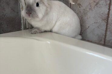 She jumped up on the ledge when I was taking a bath