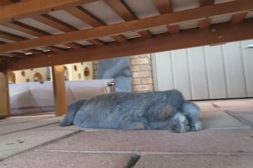 Rabbits With Ear Infection