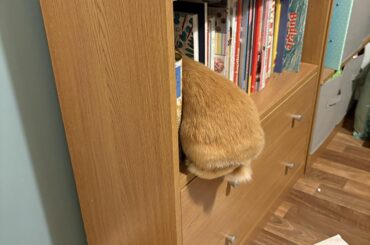 What the fudge?! Post spay care advice needed