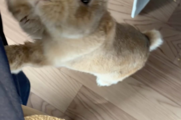 GIMME TREATS, GIMME AN APPLE! 🙏