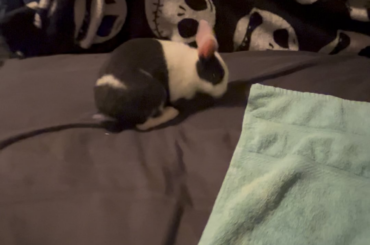 Is this normal behavior?