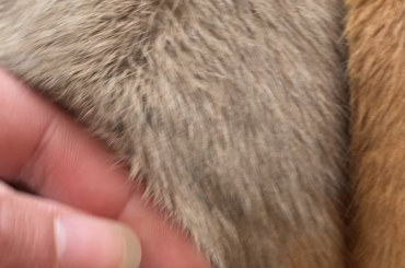 Does anyone else love doing this to their fur?