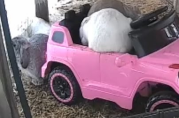 Bunny Hopping around the car.
