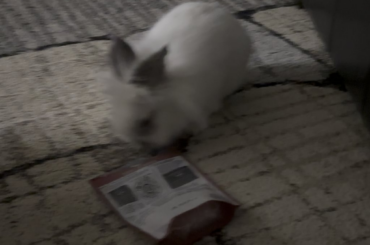 Destroyed White House and spilled wine