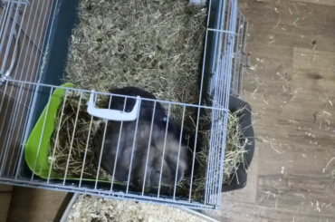 I did it : my rabbits are free roaming together without any issue