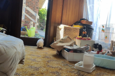 🐇✨ BREAKING NEWS: I casually say, “Come here, Arby.”