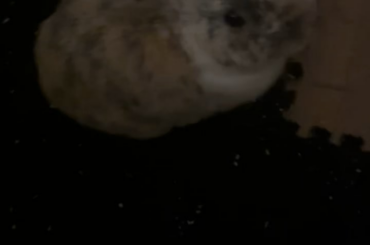 What is this guy doing?