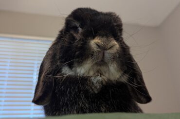 NOT pleased I wouldn't let him befriend the gfiber guy and eat the spicy hay he was installing