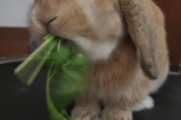 The servers always seem to wait until you just took a huge bite of food to come by and ask you how you're doing. 🙄😂