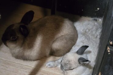 When the cuddle buddy is set to maximum size 😆