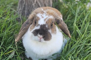 My sweet bunny Bur enjoying the grass🐇🥺