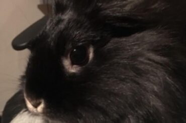 My best friend for 8 years fell asleep one last time today.