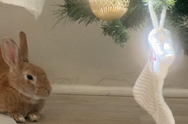 Reginald likes the tree. 🥰