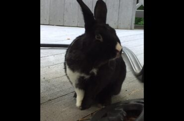 This is Daisy. Whats her breed?