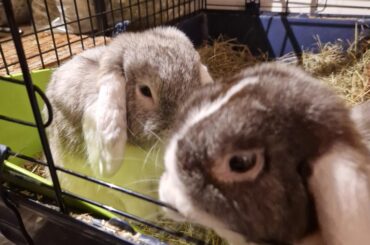 Ture and Loke wishes you all a happy new year!!🥰