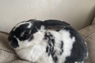I was told you guys like fresh bunned loaves of the lagomorph variety?