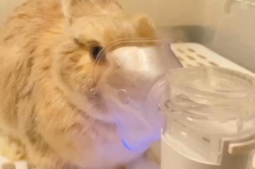 can someone help me find some more bunnies like this, ones using the breathing machine?