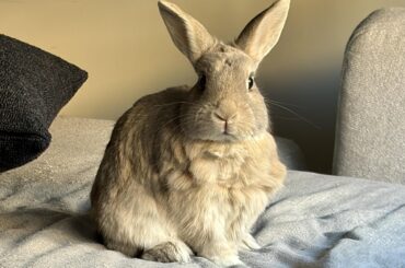 She is the most beautiful creature in the world