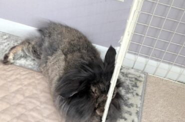 Soft cushy cage bars