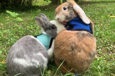 venus and neptune my lover bunnies at the park