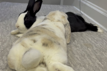 On Today’s Episode of Fat and Jobless