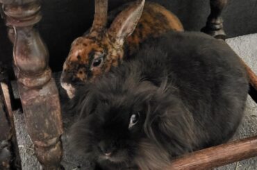 One of their new favourite places to sit together 🥰