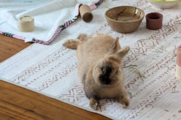 Update on abandoned bunny we found!