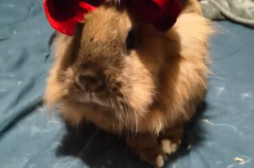 Santas little helper