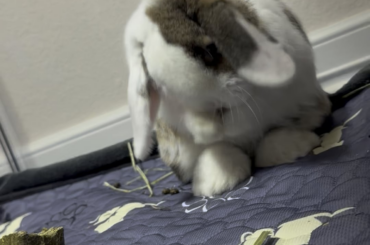 Grooming Cuteness Overload