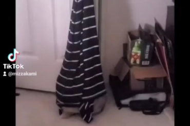 Sunny playing peek-a-boo 🤣