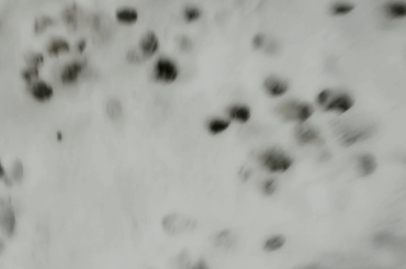 The void floof continues its relentless demands of affection even in ucky slushy weather.