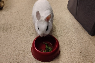 I expected the parsley to last longer, but he inhaled it lol