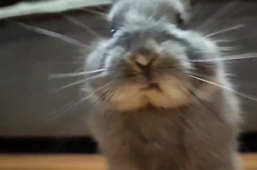 I lost my rabbit today and I’m completely heartbroken.