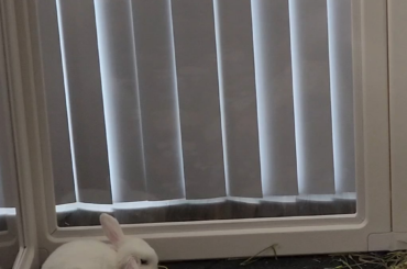 Holland Lop receiving signals while sleeping with eyes open