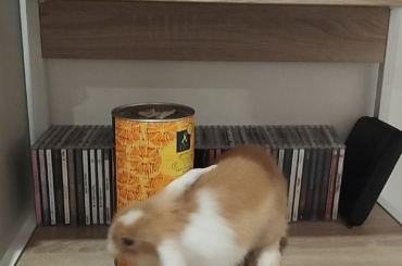 Bunny has the IQ of a Chimpanzee (the smartest animal)