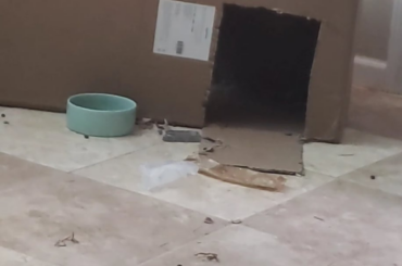 please help with my rabbits