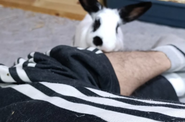 The hardest part of winter is trying to stay warm while my bunny demands exposed skin to groom 🥶