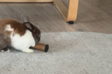 I designed a foraging toy that Banksy seems on board with