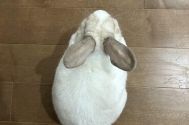 Top view of my rabbit.