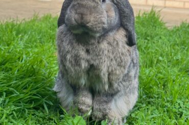 my bun crossed the rainbow bridge ❤️
