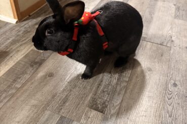 Is this normal for my girl rabbit?