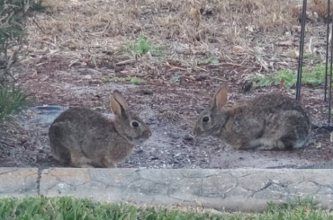 My 2 wild buns, and a bird! Funny ending